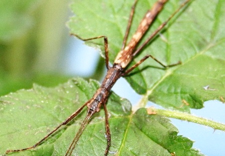 Abrosoma johorensis / psg 265 CLP187