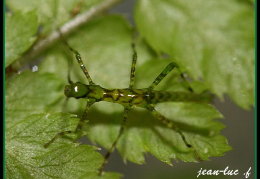 Parobrimus horridus 