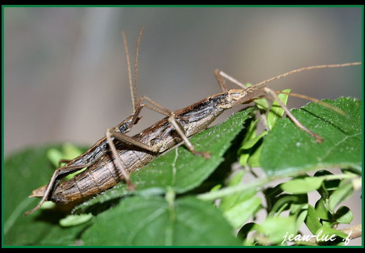 Anisomorpha ferruginea / psg 198 CLP137