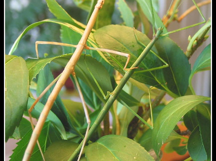 femelles verte et marron