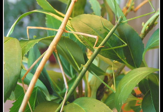 femelles verte et marron