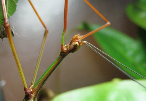 Cranidium gibbosum psg 321 / CLP341