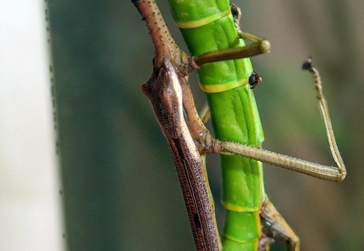 Diapherodes gigantea / psg 260 CLP19