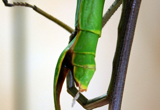 accouplement détail