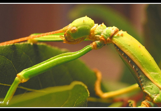 détail