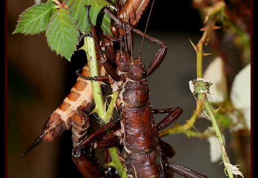 Eurycantha calcarata psg 23 CLP51