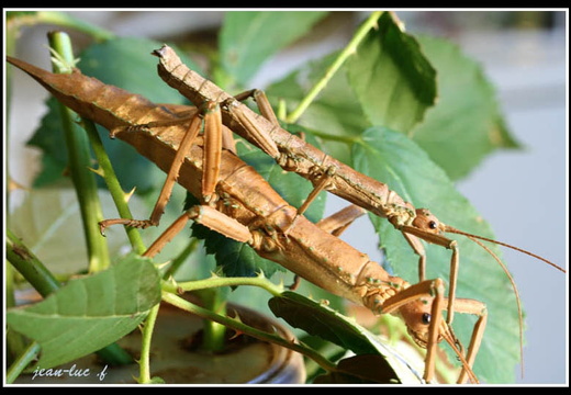 Eurycantha coriacea/insularis / psg 111 CLP93