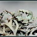 femelle forme lichen