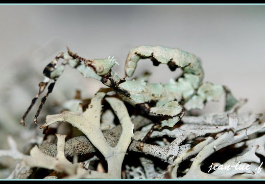 femelle forme lichen