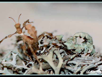 femelle forme lichen 2