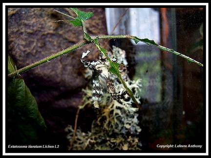 femelle forme lichen 3