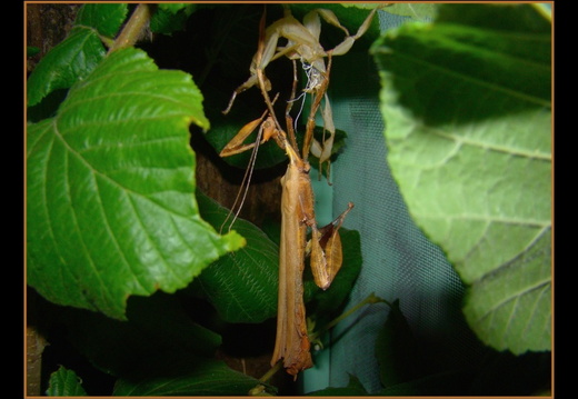 Extatosoma tiaratum tiaratum psg 9 / CLP003