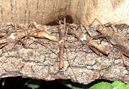 Haaniella scabra / psg 70 CLP7