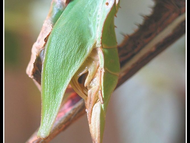 accouplement détails