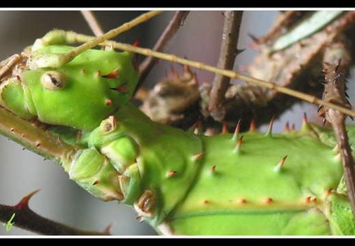 femelle détail