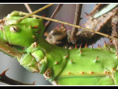 femelle détail