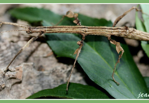 Lobolibethra panguana / psg 275 CLP195