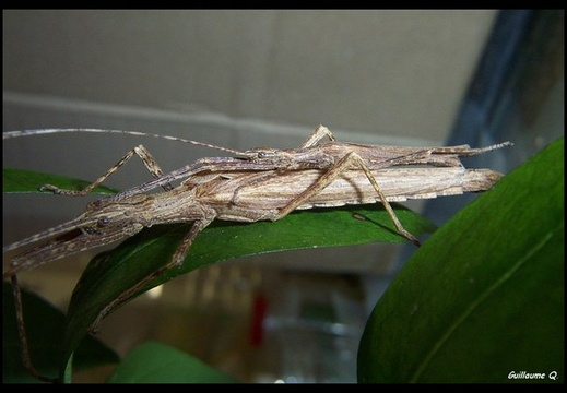 Malacomorpha cyllarum psg 220 / CLP151