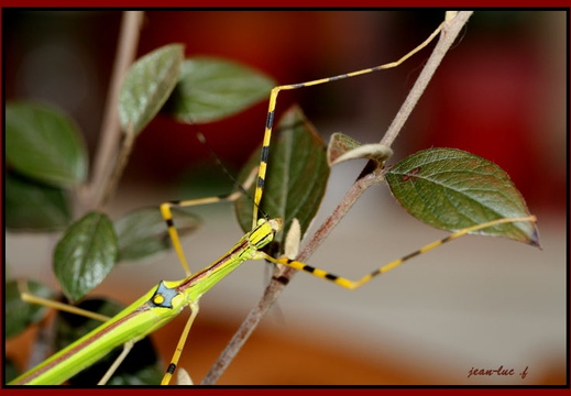 Anarchodes annulipes psg 290 / CLP022