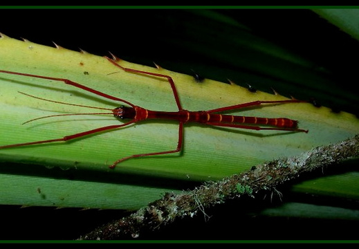 Ophicrania sp 