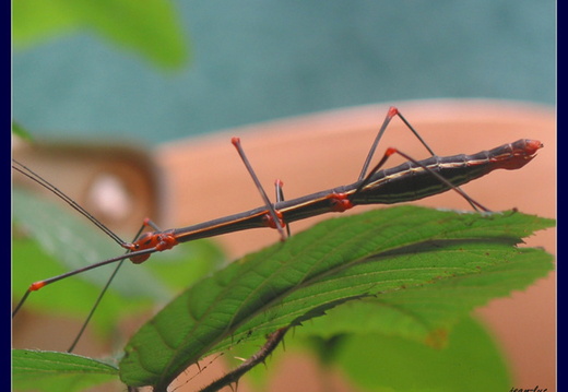 Oreophoetes peruana / psg 84 CLP8