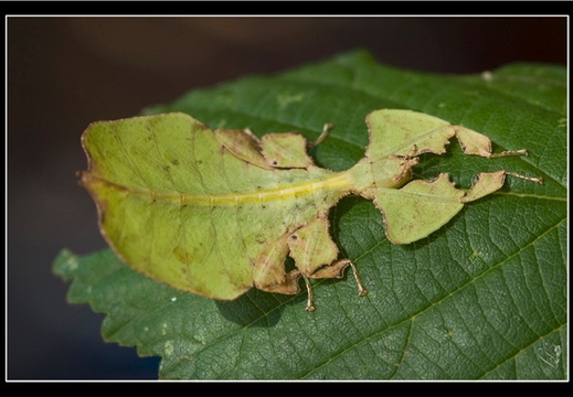 Phyllium pulchrifolium / psg 10 CLP40