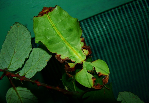 Phyllium giganteum / psg 72 CLP69