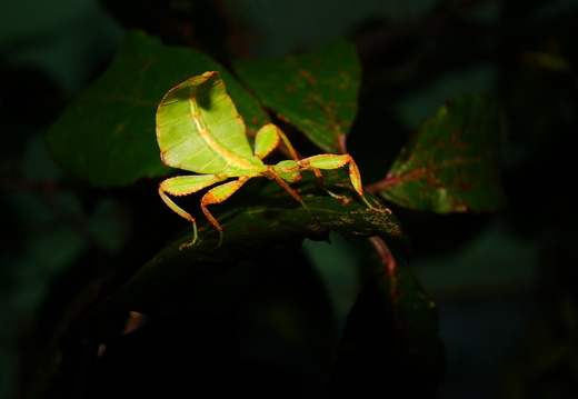 Phyllium philippinicum psg 278 / CLP198