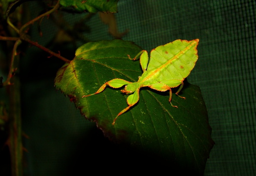 Phyllium philippinicum / psg 278 CLP198