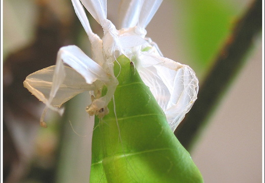 Mue détail