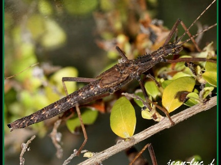 Détail