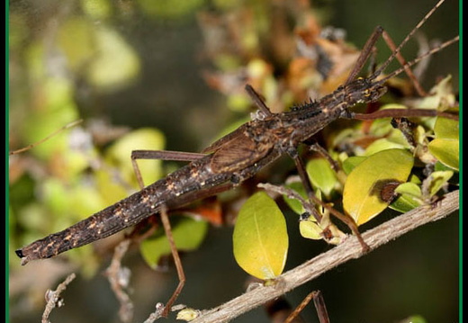 Détail