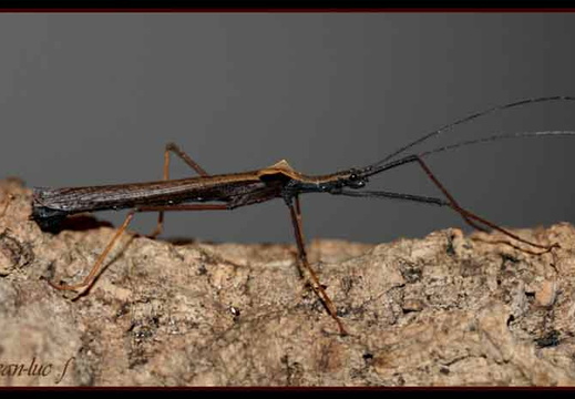 Pseudophasma bispinosum psg 116 / CLP097