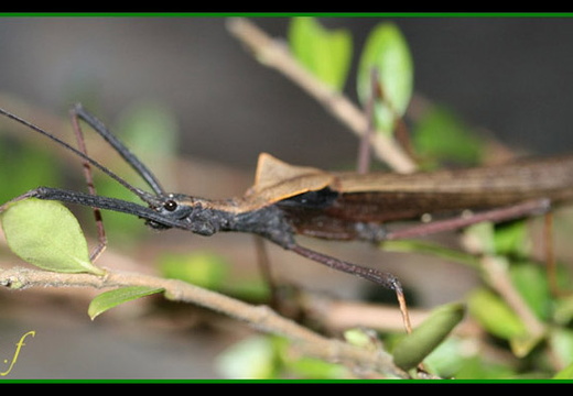 Pseudophasma bispinosum / psg 116 CLP97