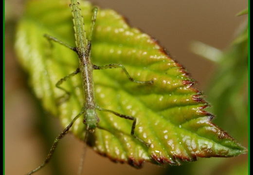 Somacantha sp / psg ? CLP?