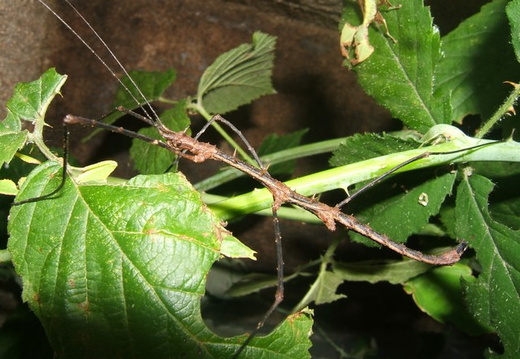 Stheneboea repudiosa psg 262 / CLP184