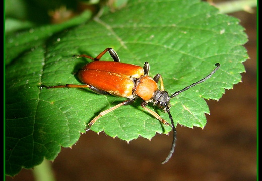 Anoplodera rubra