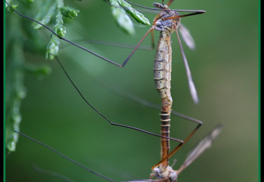 Tipula oleracea