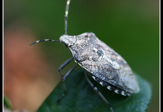 Rhaphigaster nebulosa