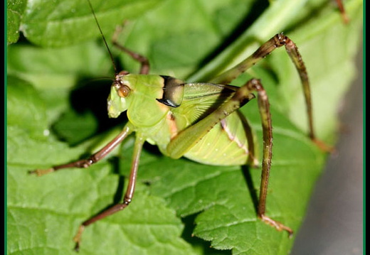 Stilpnochlora couloniana