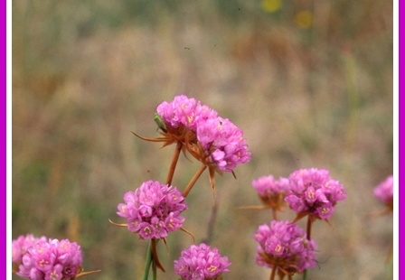 Armeria maritima (Armérie maritime).