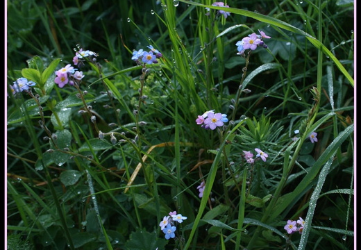 [ Myosotis] Fleur de montagne.