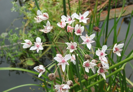 Butomus umbellatus (butome en ombelle ou jonc fleuri) 3