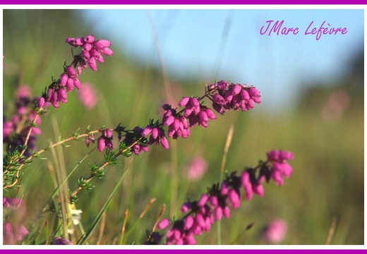 Erica cinerea (Bruyère cendrée).