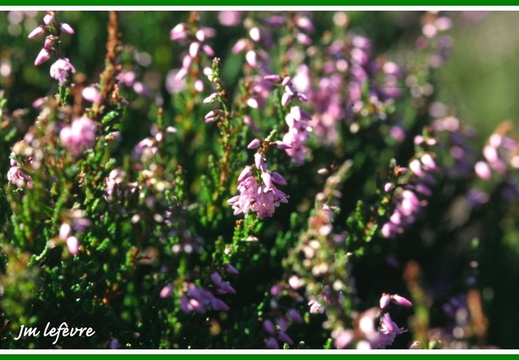 Calluna vulgaris (Callune)