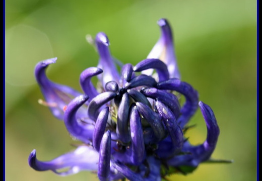 Phyteuma sp ( Fleur de montagne)