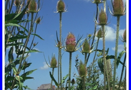 Dipsacus fullonum (Cardère)