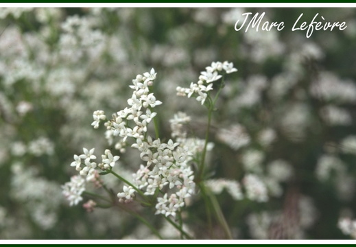 Galium palustre (Gaillet des marais).