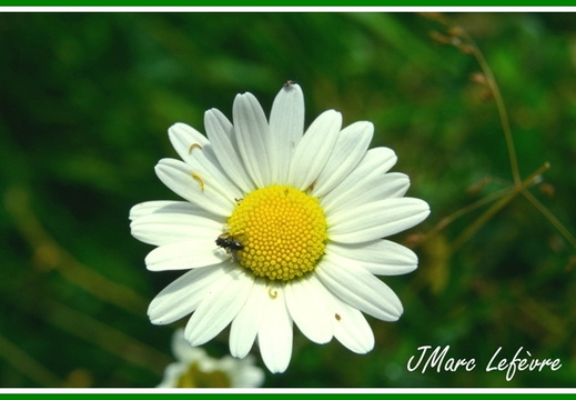 Leucanthenum vulgare (La Marguerite commune)