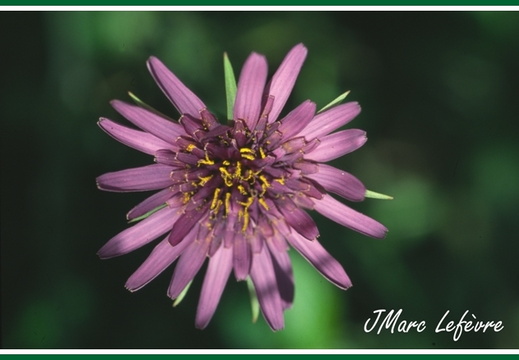 Tragopodon porrifolius (Salsifis cultivé)